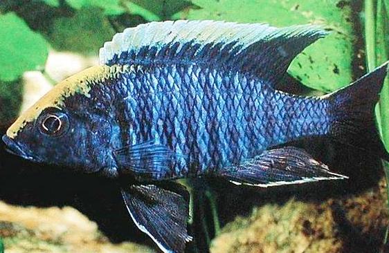 Аулонокара Майланда (Aulonocara maylandi) - Аквариумные рыбки