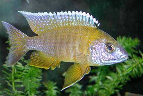Аулонокары (Aulonocara) - Рыбки аквариумные