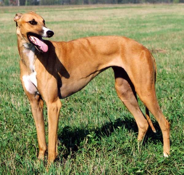 Австралийская Борзая (кенгуровая собака; Australian Greyhound, Kangaroo Dog)