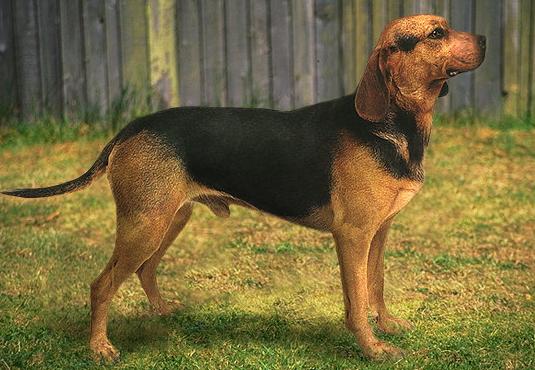 Балканская гончая (Balkan Hound) - Породы собак