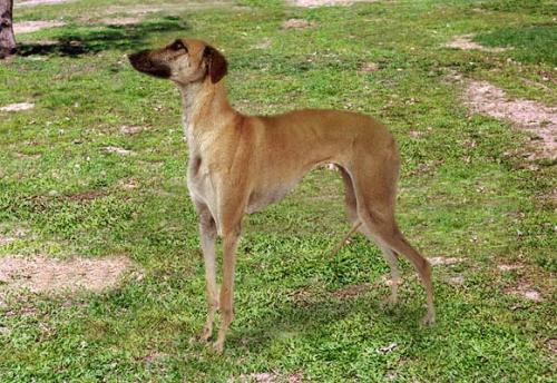 Банджарская Борзая (Banjara Greyhound) - Породы собак