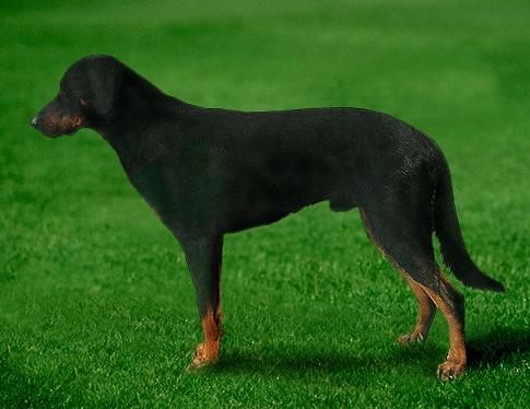Босерон (Bauce Shepherd) - Породы собак