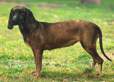 Баварская Горная гончая (Bavarian Mountain Hound) - Породы собак