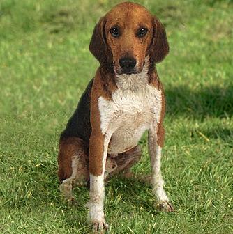 Бигль-Харрьер (Beagle Harrier) - Породы собак