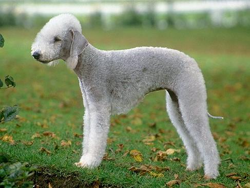 Бедлингтон-Терьер (Bedlington Terrier) - Породы собак