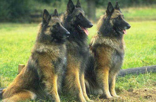 Бельгийские Овчарки (Belgian Sheepdog) - Породы собак