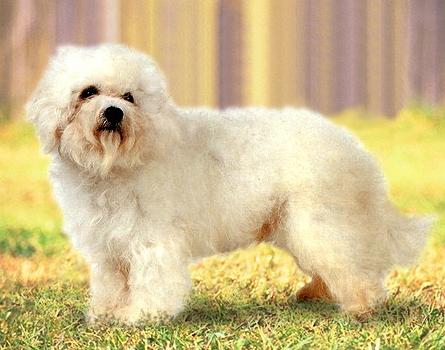 Болоньез, болонский бишон (Bichon Bolognese) - Породы собак