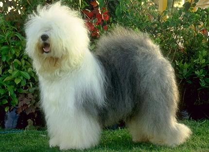 Бобтейл (Bobtail, Old English Sheepdog) - Породы собак