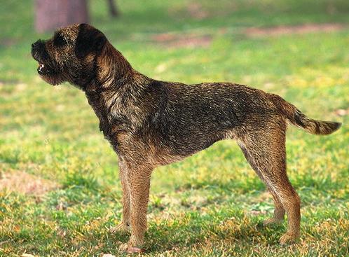 Бордер-Терьер (Border Terrier) - Породы собак