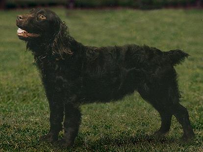 Бойкин-спаниель (Boykin Spaniel) - Породы собак