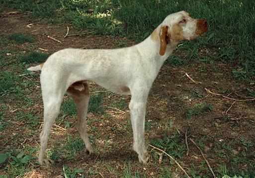 Арьежский Бракк (Braque dAriege) - Породы собак