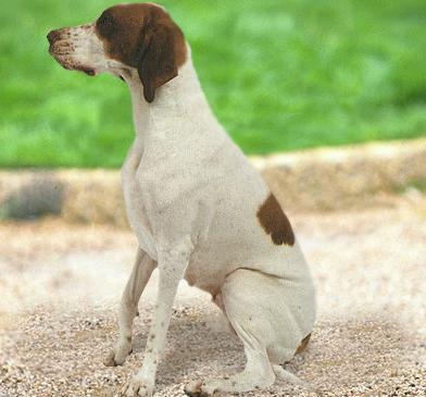 Бракки (Braque) - Породы собак