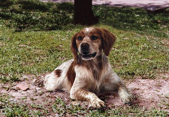 Бретонский Эпаньоль (Brittany Spaniel) - Породы собак