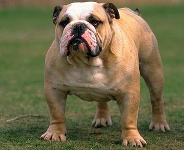 Бульдоги (Bulldog) - Породы собак