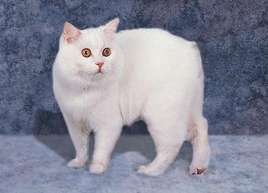 Кимрик (Cymric) - Породы кошек
