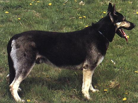 Восточноевропейская Овчарка (East European Shepherd) - Породы собак