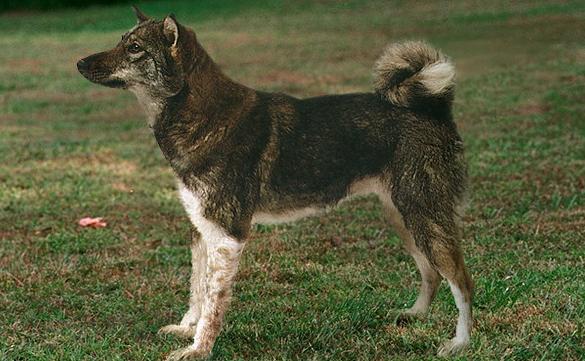Восточносибирская Лайка - Породы собак