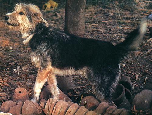 Армант (Egyptian Sheepdog) - Породы собак