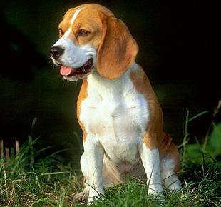 Бигль (Beagle, English Beagle) - Породы собак