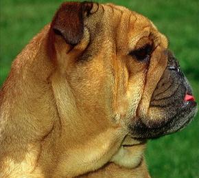 Английский Бульдог (English Bulldog) - Породы собак