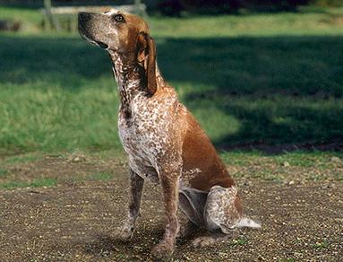 Английская Енотовая гончая (English Coonhound)