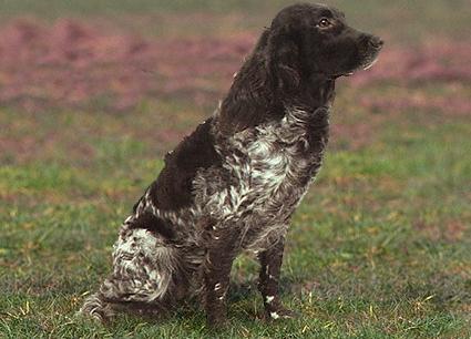 Вахтельхунд (German Spaniel, German Quail Dog) - Породы собак