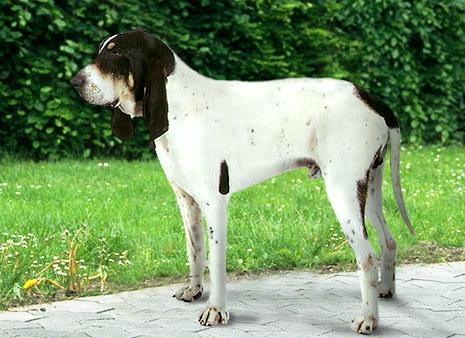 Большая Гасконско-сентонжская гончая (Grand Gaskon-Saintongeois, Virelade) - Породы собак