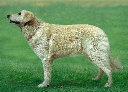 Венгерский Кувас (Kuvasz) - Породы собак