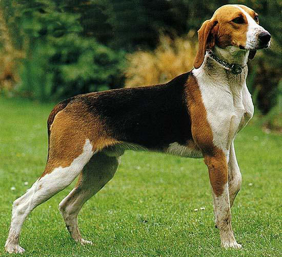 Большая Англо-французская гончая (Grand Anglo-Francais, Large French-English Hound) - Породы собак