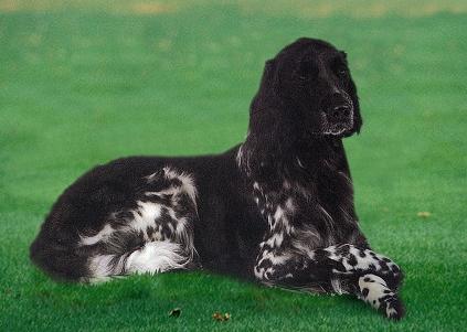 Большой Мюнстерлендер (Large Munsterlander) - Породы собак