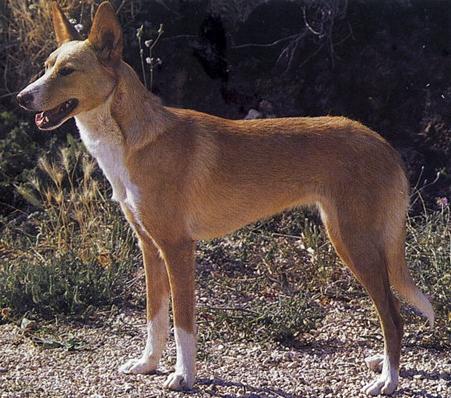 Большой португальский Поденгу (Large Portuguese Hound) - Породы собак