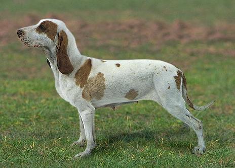Большая Испанская гончая (Large Spanish Hound) - Породы собак
