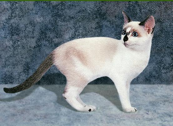 Сноу-Шу (Snowshoe) - Породы кошек