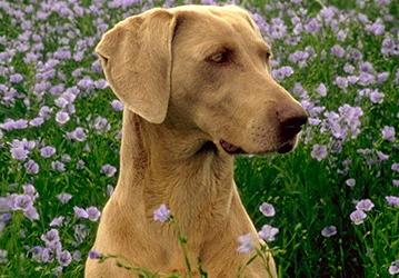 Веймаранер (Weimaraner Vorsterhund) - Породы собак