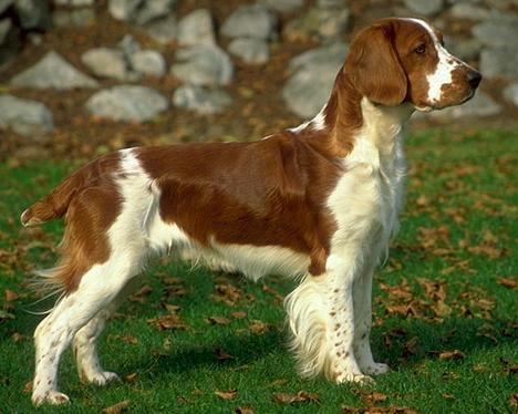 Вельш-Спрингер-Спаниель (Welsh Springer Spaniel) - Породы собак