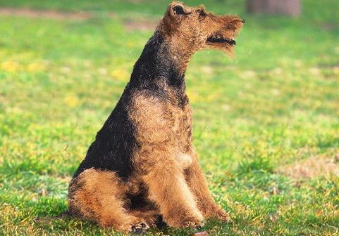 Вельштерьер (Welsh Terrier) - Породы собак