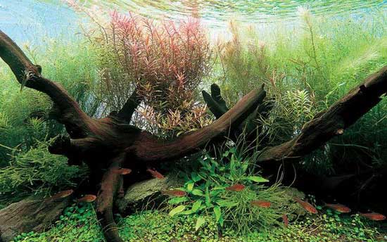 Древние предшественники аквариума