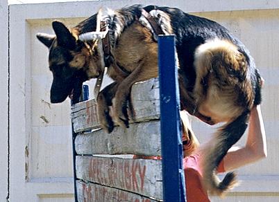 Барьер (фр. barriere) - Дрессировка собак