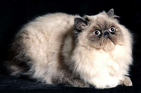 Колор-Пойнт (длинношерстный колор-пойнт,  гималайско-персидская) - Породы кошек