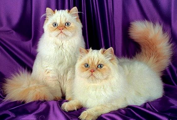 Колор-Пойнт (длинношерстный колор-пойнт,  гималайско-персидская) - Породы кошек