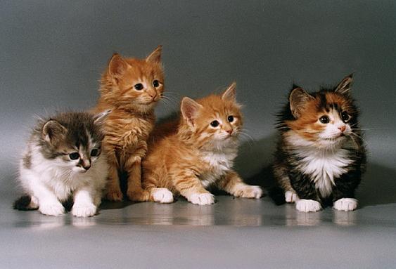 Сибирская кошка - Породы кошек