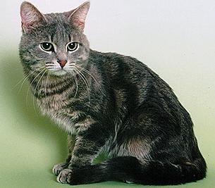 Европейская короткошерстная кошка - Породы кошек