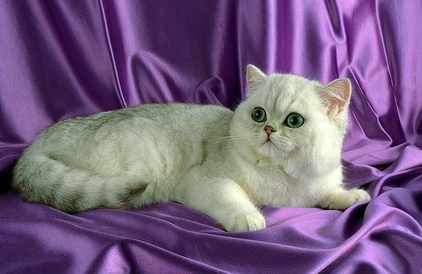 Экзотическая короткошерстная кошка - Породы кошек