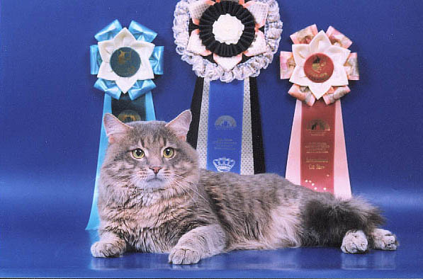 Фелинологическая Ассоциация России (ФАР) - Выставки и организации кошек