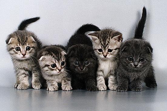 Домашние кошки - породы кошек
