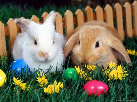 Кролики - те же зайцы ли нет