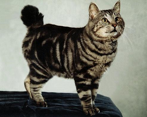 Курильский Бобтейл - Породы кошек
