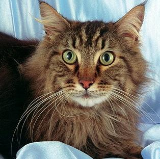 Мэйн-Кун (main-coon - американская енотовая кошка) - Породы кошек