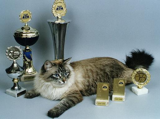 Невская Маскарадная кошка - Породы кошек