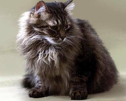 Норвежская Лесная Кошка - Породы кошек